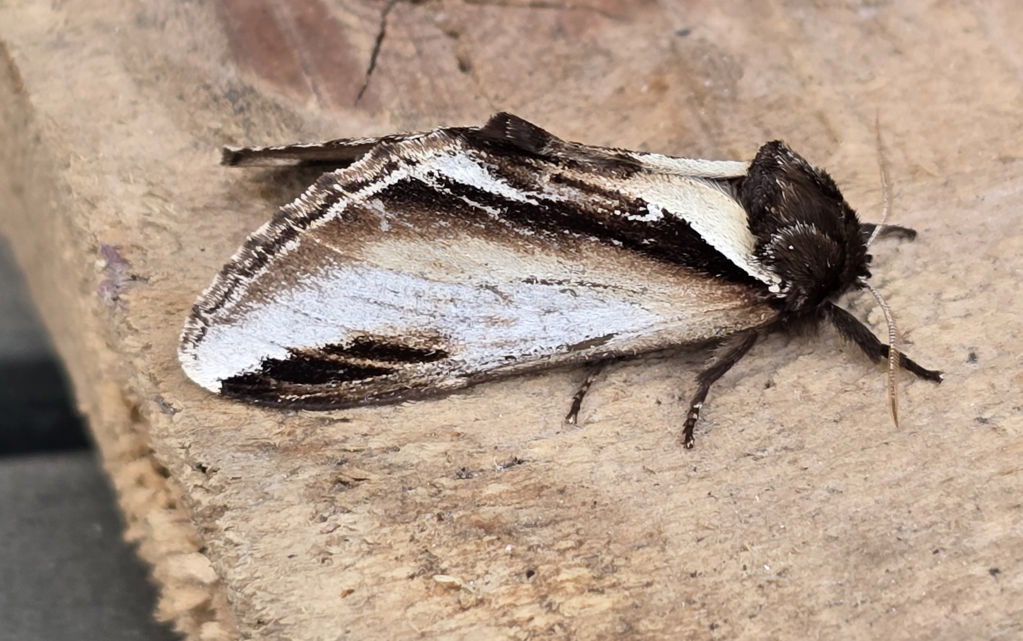 Photo of Lesser Swallow Prominent (Pheosia gnoma)